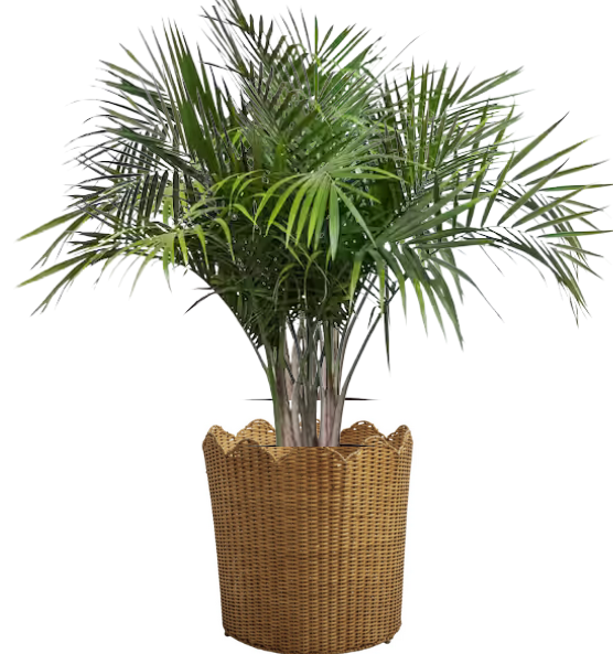 Scalloped Wicker Floor Planter