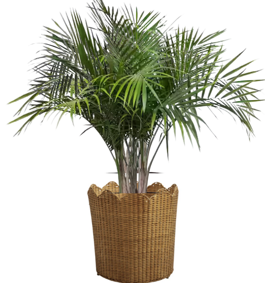 Scalloped Wicker Floor Planter